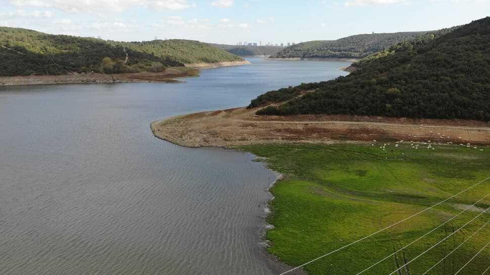 Alibeyköy barajında ürküten görüntü: Sular çekildi, hayvanlar otluyor