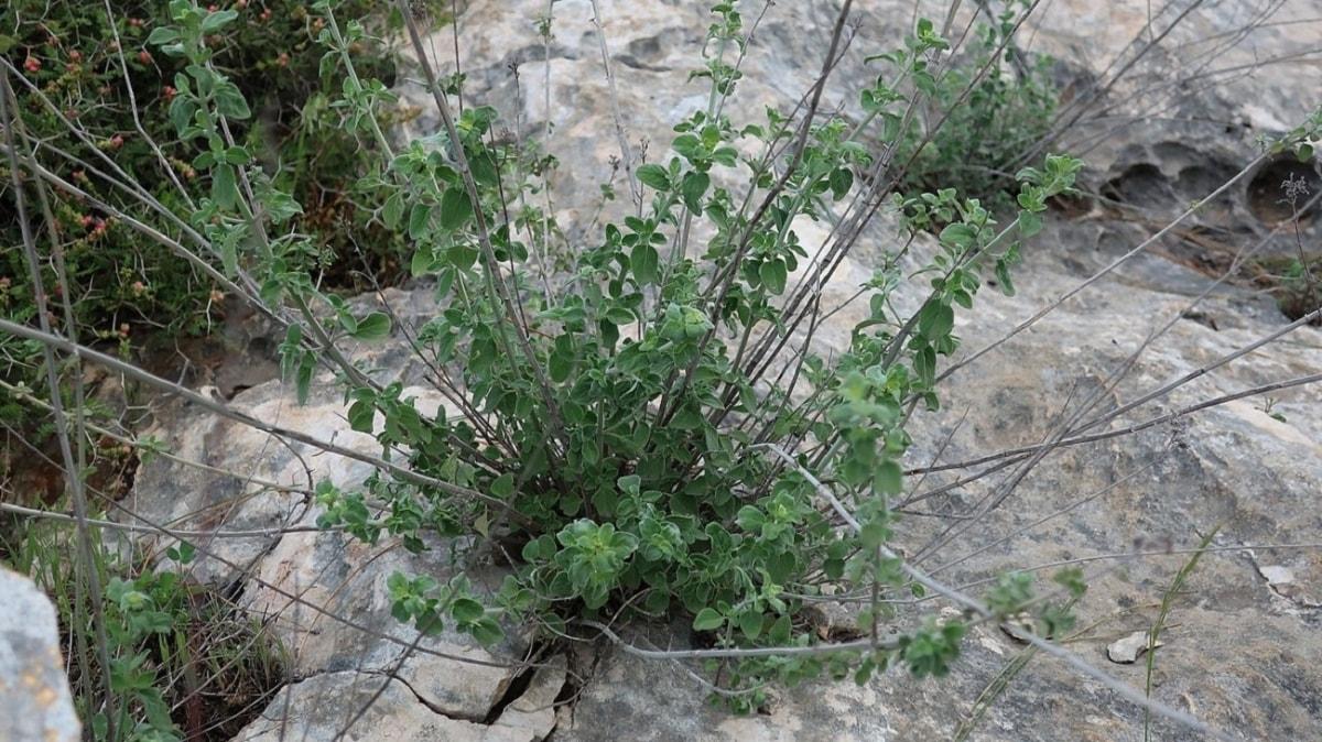 Trkiye'de 150 yldr grlmyordu... Ender grlen bitki tr Bingl'de bulundu