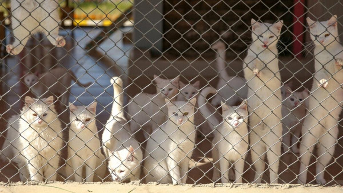 Koronavirsten Van kedileri de nasibini ald: Yaklamak yasakland