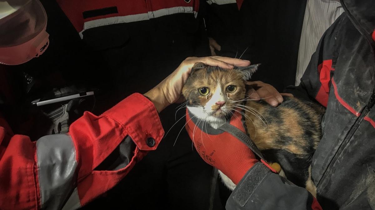zmir'de deprem enkaznda K-9 kpei kediyi kurtard