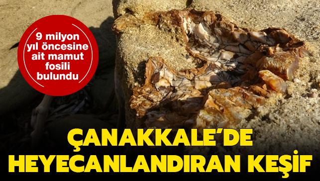 anakkale'de heyecanlandran keif: 9 milyon yl ncesine ait mamut fosilleri bulundu