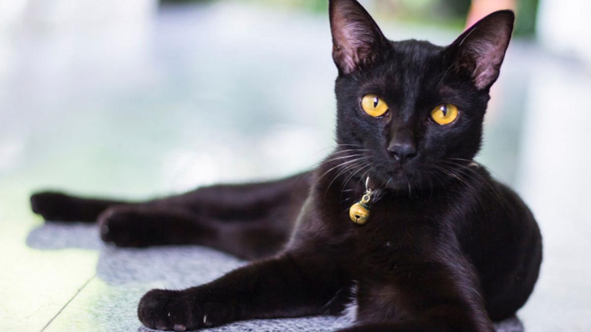Ryada siyah yada beyaz kedi grmek neye iarettir" Ryada kedi grmek ne anlama gelir"