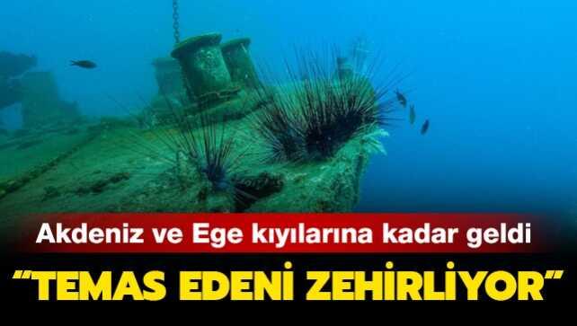 Ege kıyılarına kadar geldi: Temas edeni zehirliyor