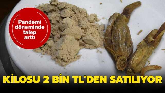 5 bin yıldır tedavi için kullanılan ginsengin kilosu 2 bin TL
