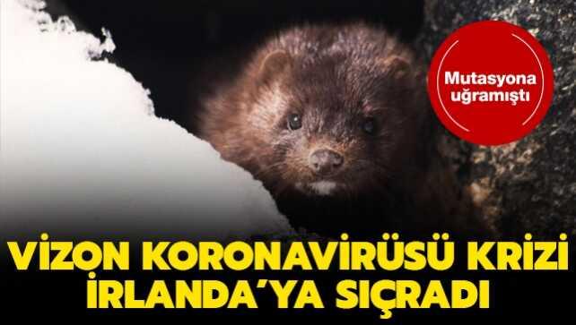 Danimarka'da ortaya çıkmıştı... Mutasyona uğrayan vizon koronavirüsü krizi İrlanda'ya sıçradı