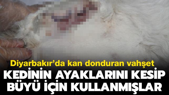 Son dakika haberleri... Diyarbakr'da kan donduran vahet: Kedinin ayaklarn kesip by iin kullanmlar
