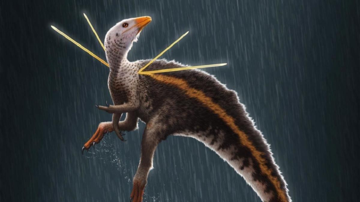 Tavuk boyutunda yeni bir dinozor tr kefedildi
