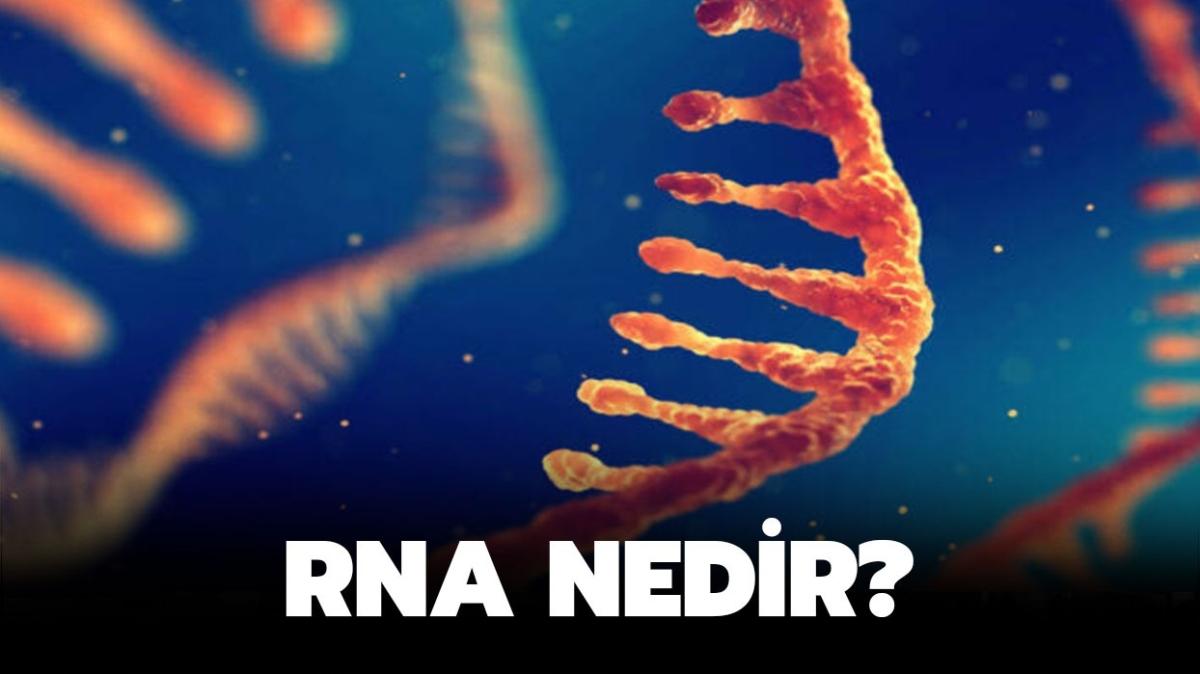 RNA nedir, eitleri nelerdir" te RNA tanm ve zellikleri!