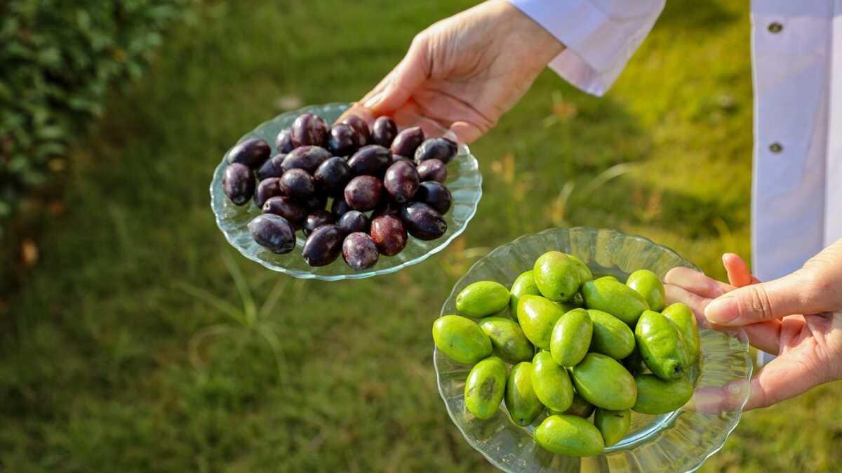 Lezzetiyle dierlerinden farkl olan ekite zeytininin ya tescillendi