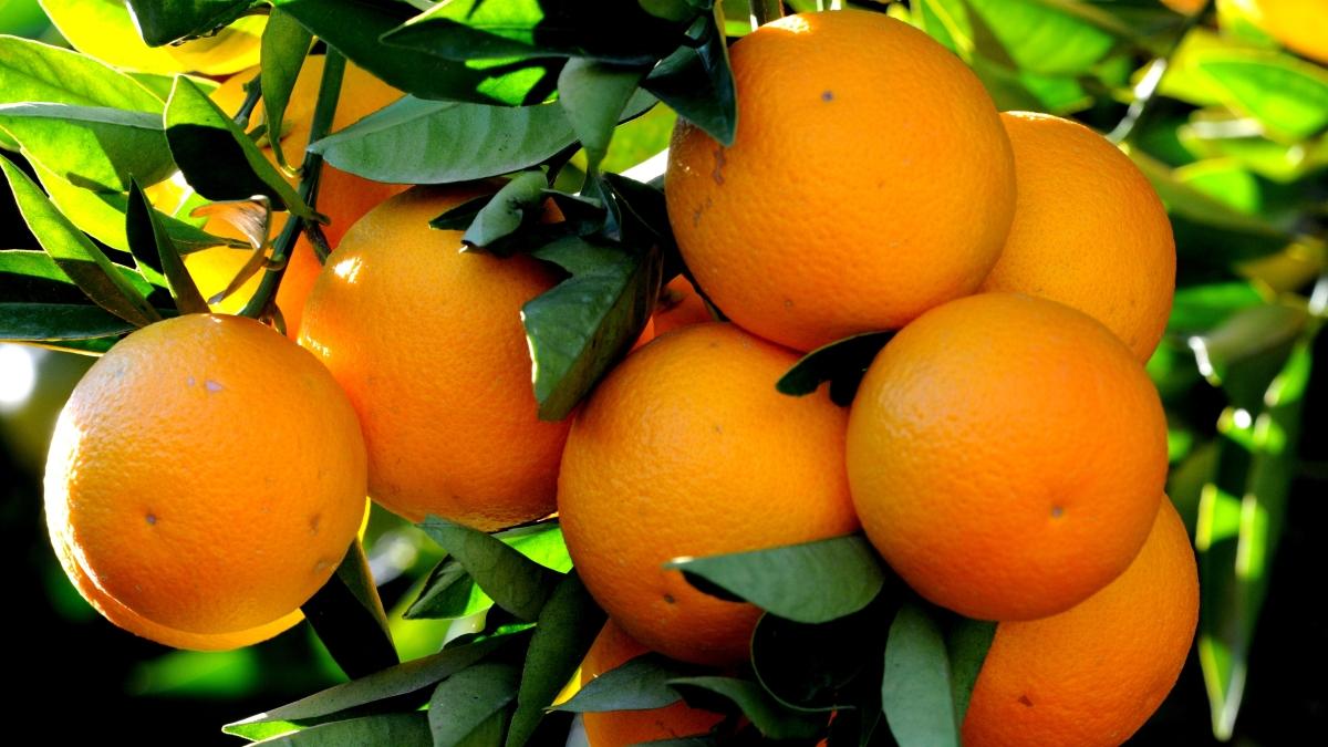 Aralıkta fiyatı en çok düşen portakal en çok artan ise patlıcan oldu