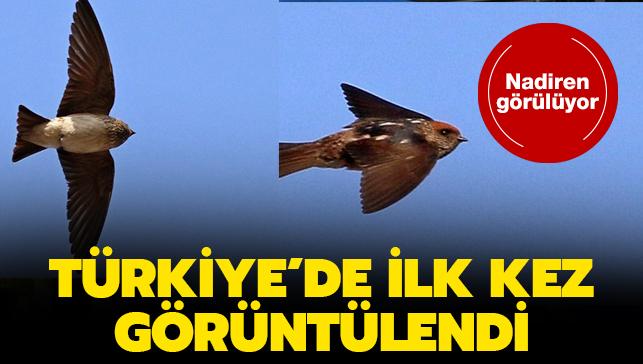 Görenleri hayrete düşürüyor... Çizgili gerdanlı kırlangıç Türkiye'de ilk kez görüldü