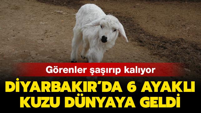 Grenler arp kalyor: Diyarbakr'da 6 ayakl kuzu dnyaya geldi