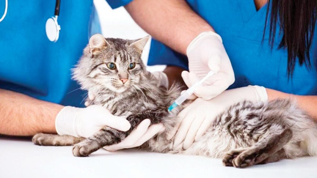Evcil hayvanlara da aşı yapılabilir