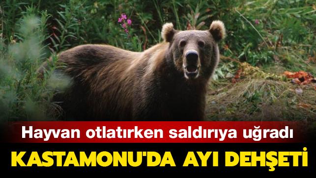 Kastamonu'da hayvan otlatt srada ay saldrsna uraya kii yaraland