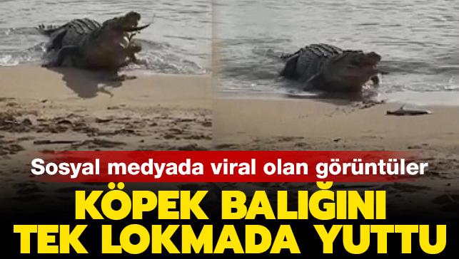 Sosyal medyada viral oldu: Timsah kpek baln byle yedi