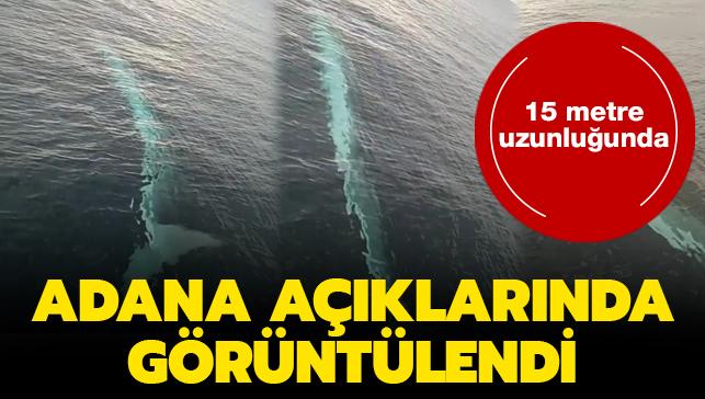 Adana aklarnda 15 metrelik dev balina grntlendi