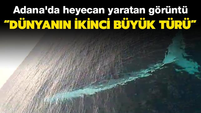 Adana'da grlen 15 metrelik dev balinann mavi balinadan sonra en byk tr olduu akland