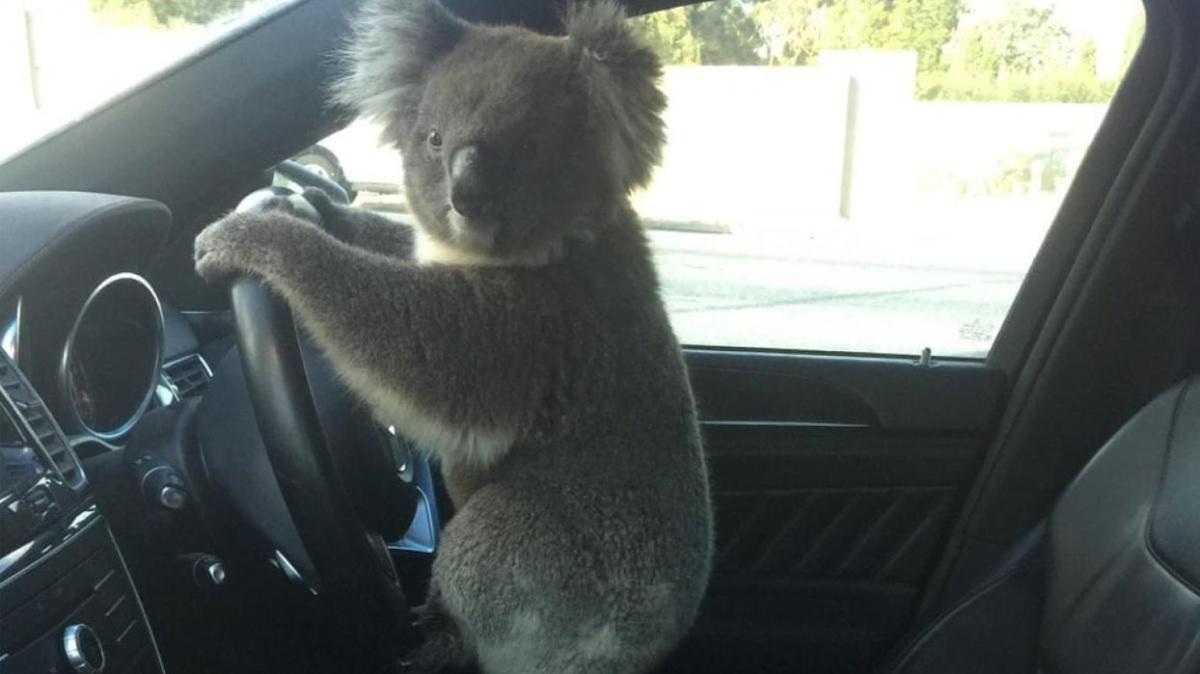 Otobandan geen koala, zincirleme trafik kazasna neden oldu