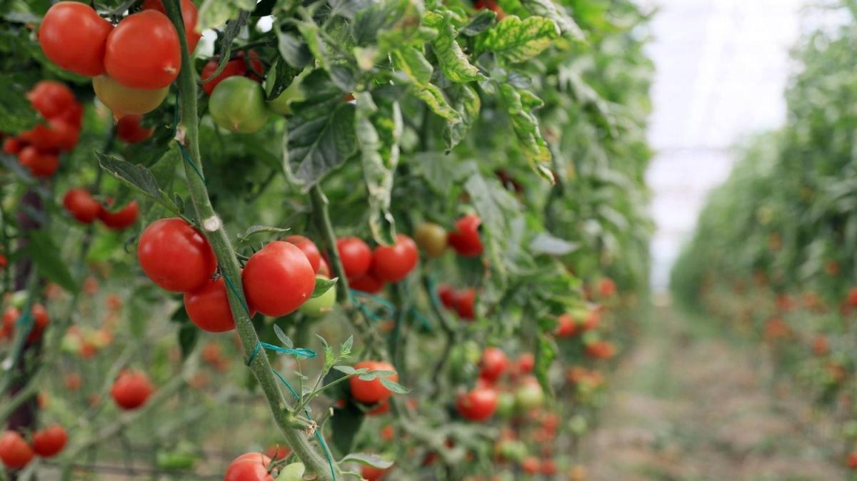 Türkiye'den Rusya'ya domates sevkiyatı başlıyor