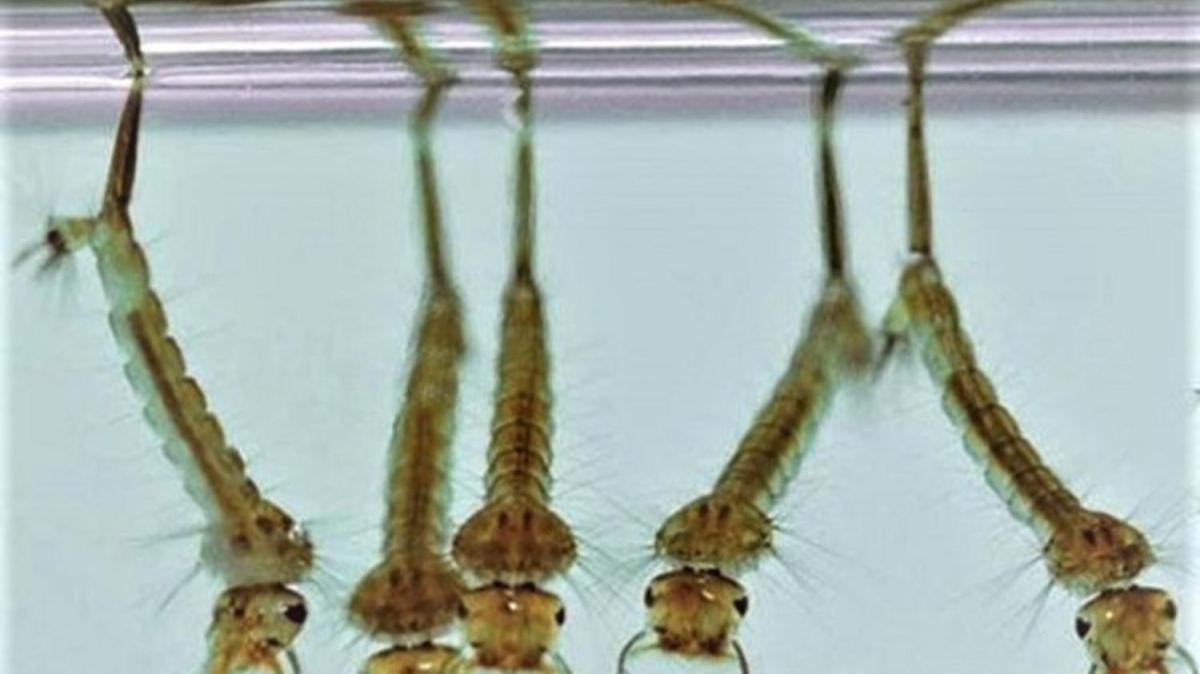 Uzmandan sivrisinek uyars: lme sebep olan virsleri bulatrr