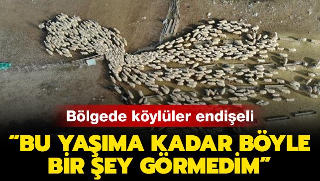 Tunceli'de, koruma altındaki dağ keçileri ölüyor