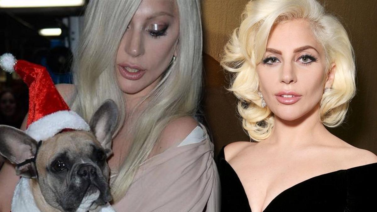 Vereceği ödül dudak uçuklattı! Lady Gaga kaçırılan köpeklerini arıyor…