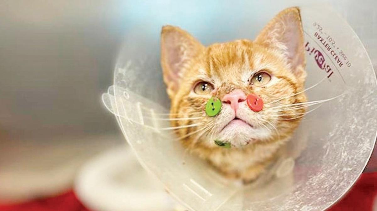 Yüzü parçalanan yavru kediye ‘düğmeli' tedavi