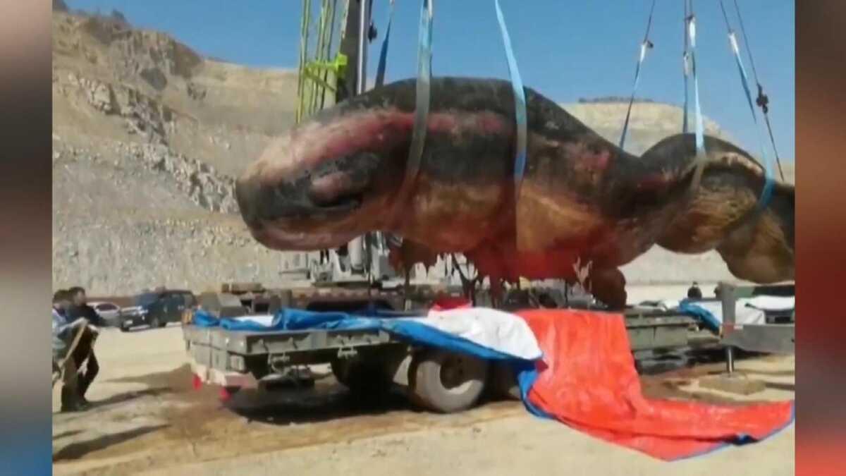 Dev balk kyya vurdu: Tam 18 metre