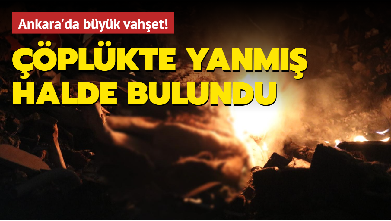 Ankara'da korkun olay: Kpekler burada yaklyor