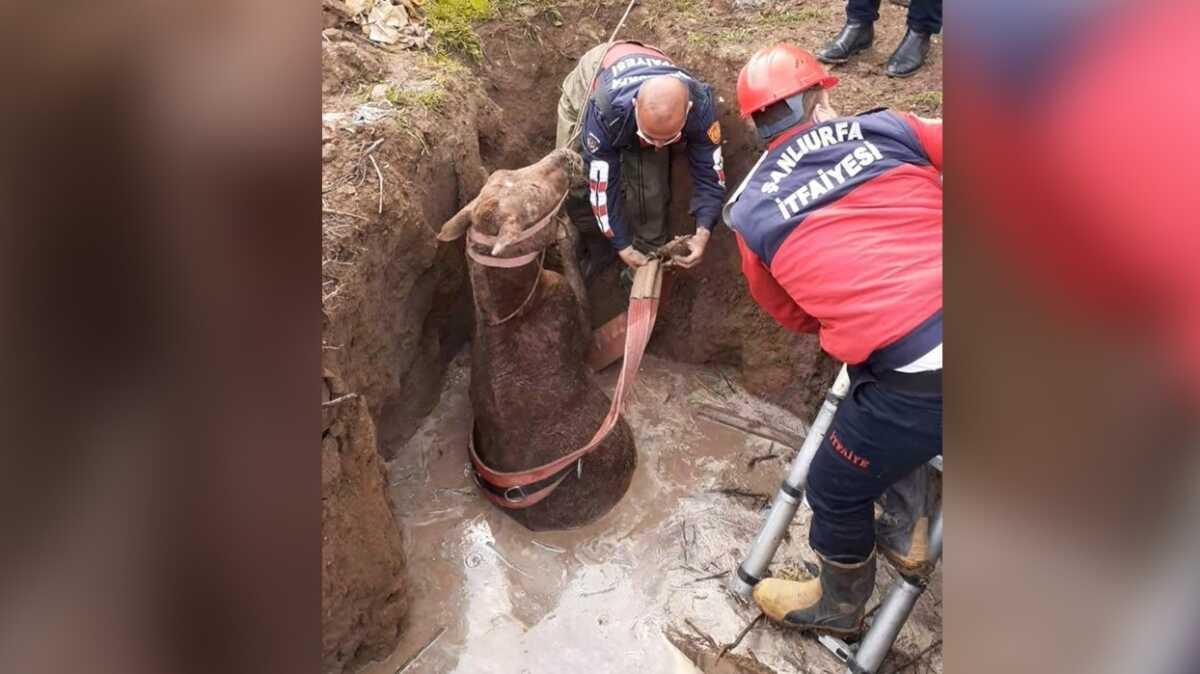 anlurfa'da foseptie den at itfaiye kurtard