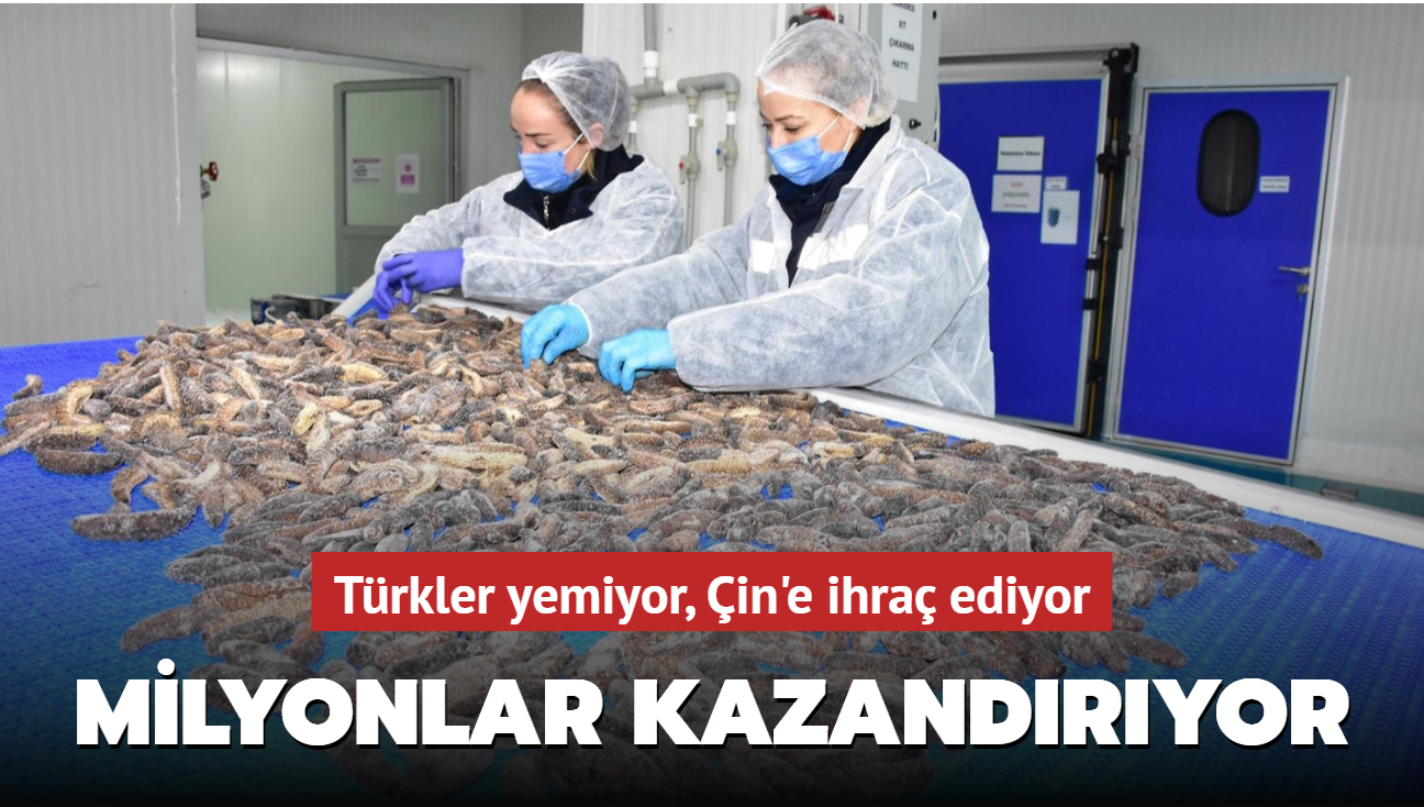 Deniz patlcan ihracat Trkiye'ye 30 milyon dolar kazandryor