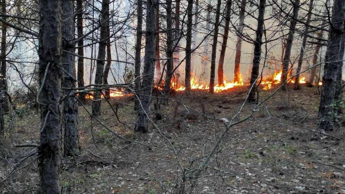 Tekirda'da 5 ayr noktada orman yangn