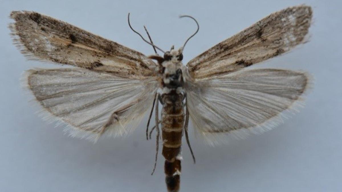 Ar Da'nda tespit edildi... Yeni bir kelebek tr kefedildi