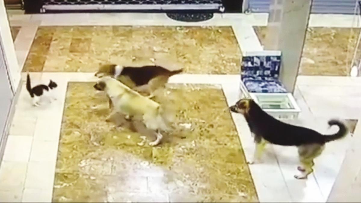 Kedi de olsa ana yüreği: Yavrusunu 3 köpekten kurtardı