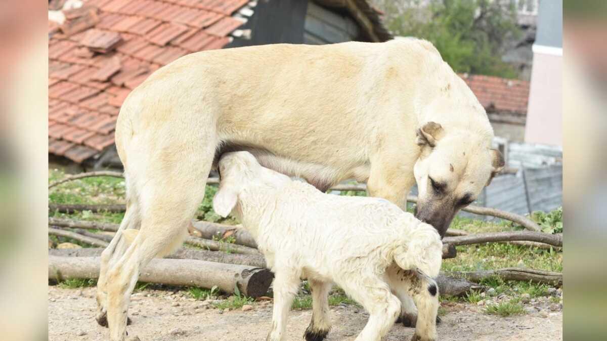oban kpei annesiz kalan kuzunun 'st annesi' oldu