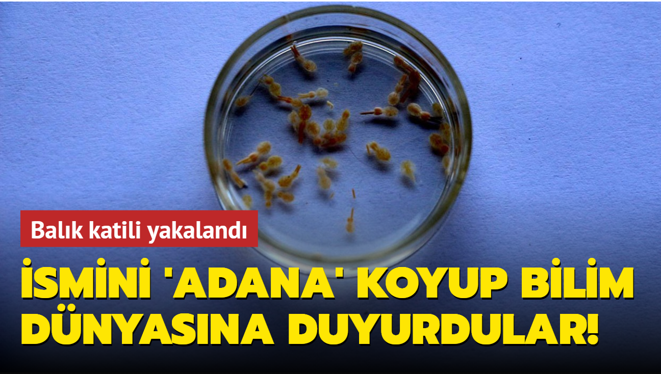 Balklar ldren parazit kefederek ismini 'Adana' koydular