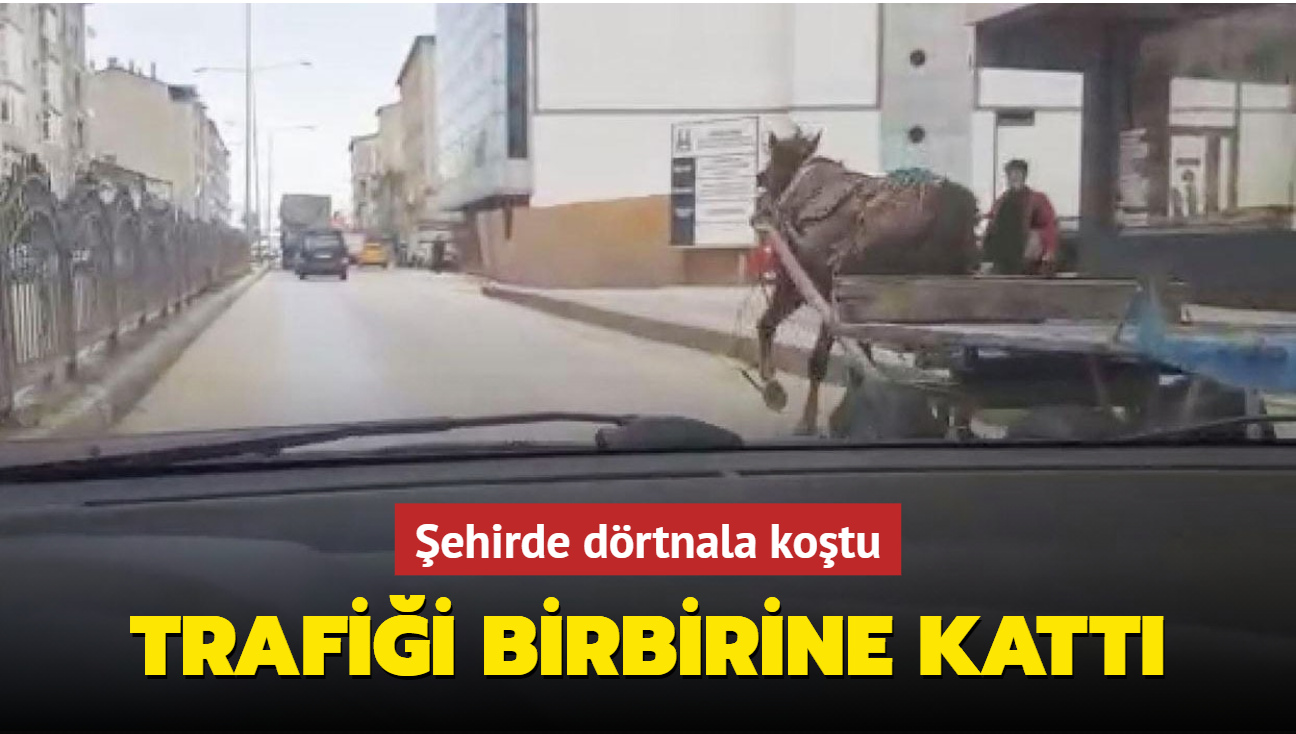 Erzurum'da sahibinden kaan at trafii birbirine katt