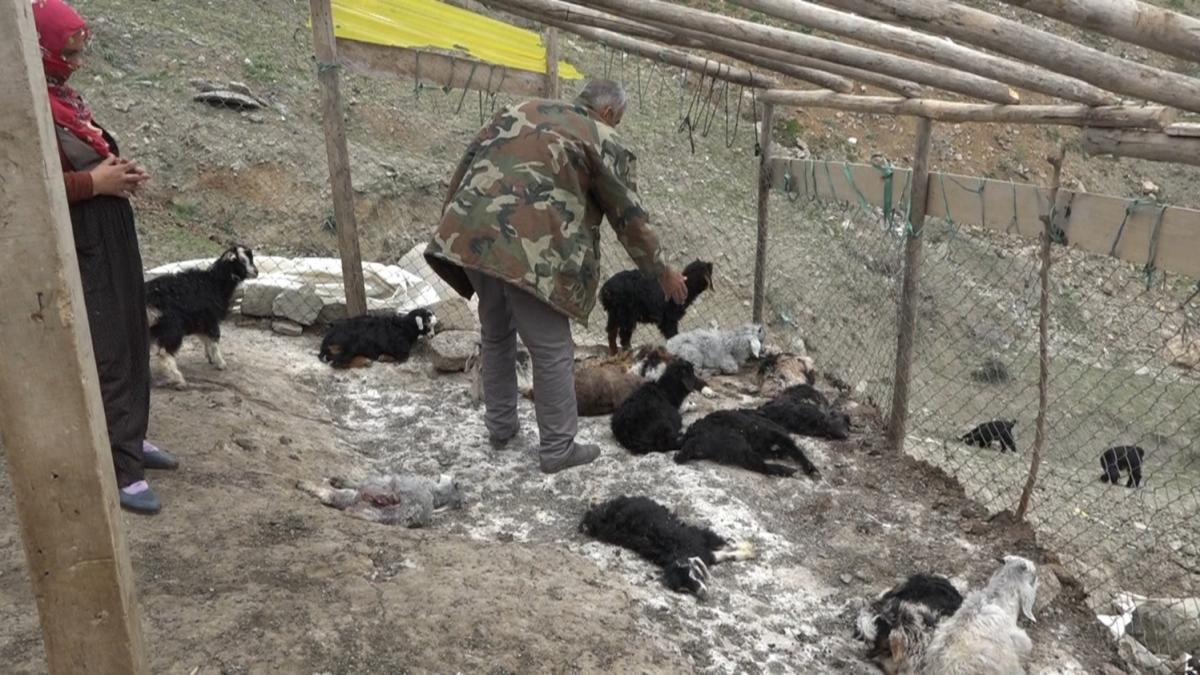 Köpek saldırısıyla 20 keçi telef oldu