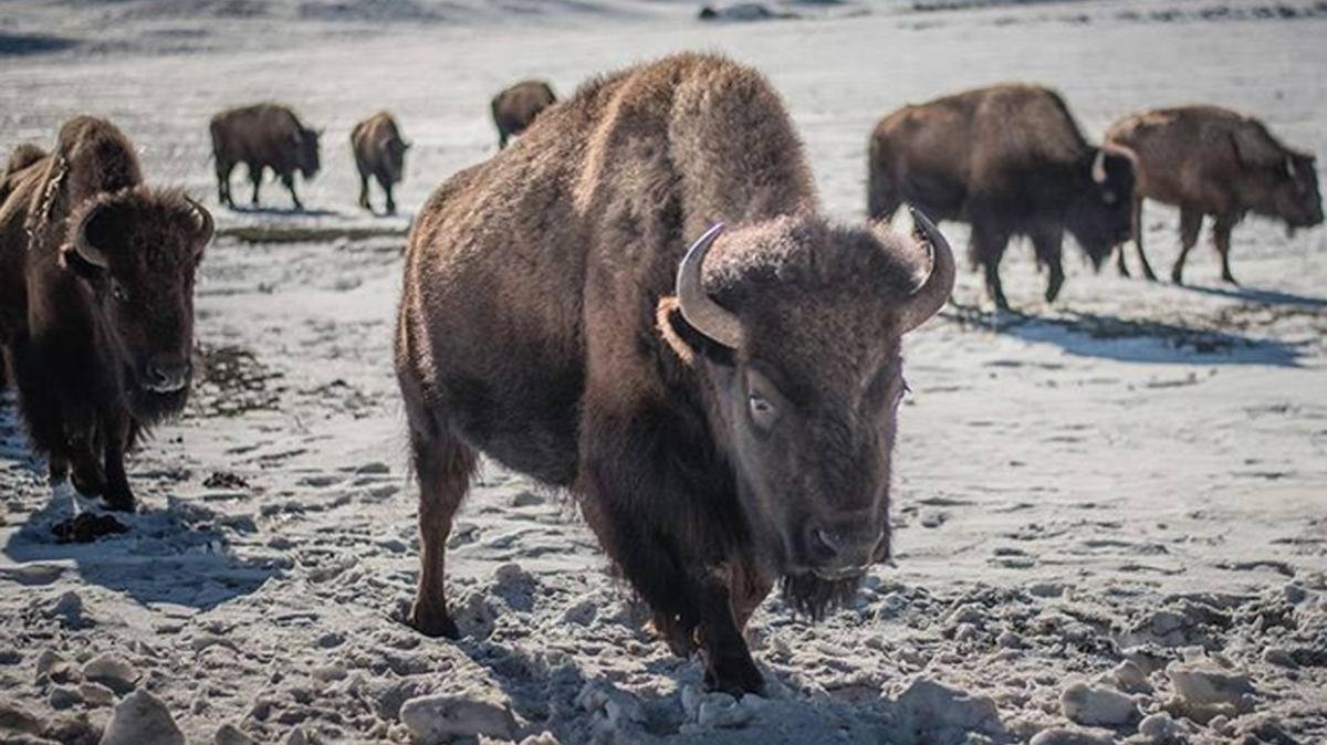 ABD'de Arizona'daki ekolojik dengeyi korumak iin 400 bizon ldrlecek