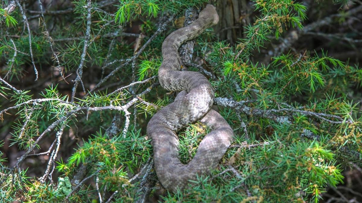 Tunceli'de 'koca engerek' yılanı bulundu