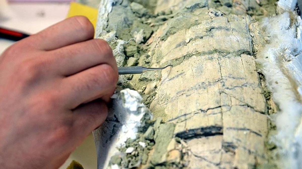 8 milyon yıl önce yaşadığı ortaya çıktı... Avustralya'da nesli tükenmiş timsah türü bulundu