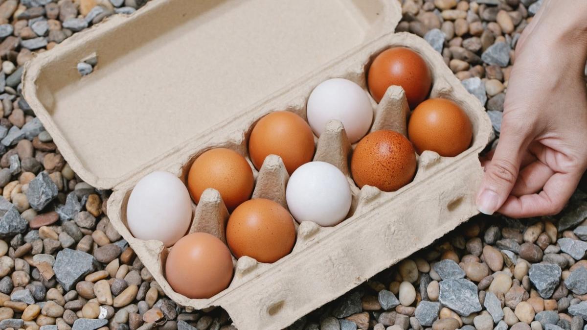 Organik yumurtay anlamann yolu etiketteki kodlara bakmak