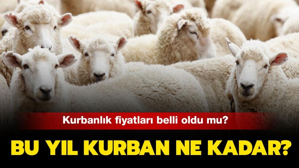 Kkba ve bykba kurban fiyat bu yl ne kadar" Kurbanlk fiyatlar 2021 belli oldu mu" 