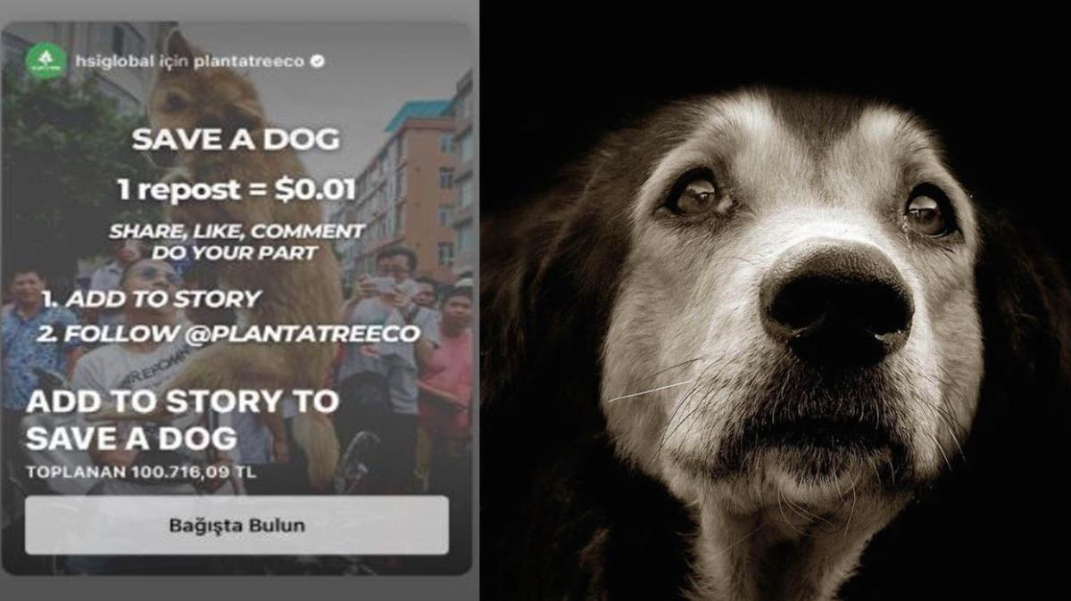 Instagram'da save a dog  kampanyasna ba nasl yaplr" Save a dog ba nedir, ne demek" 