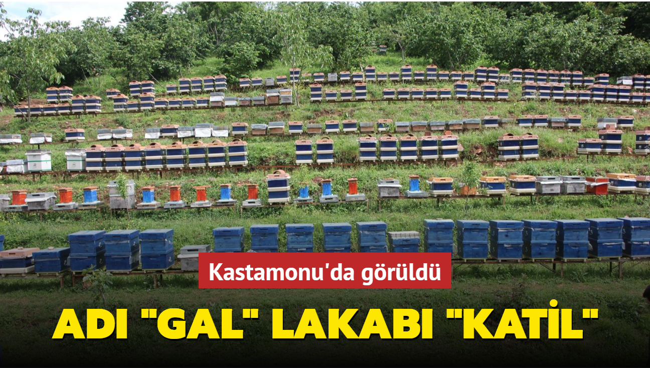 Kastamonu'da grld: Ad "gal" lakab "katil"