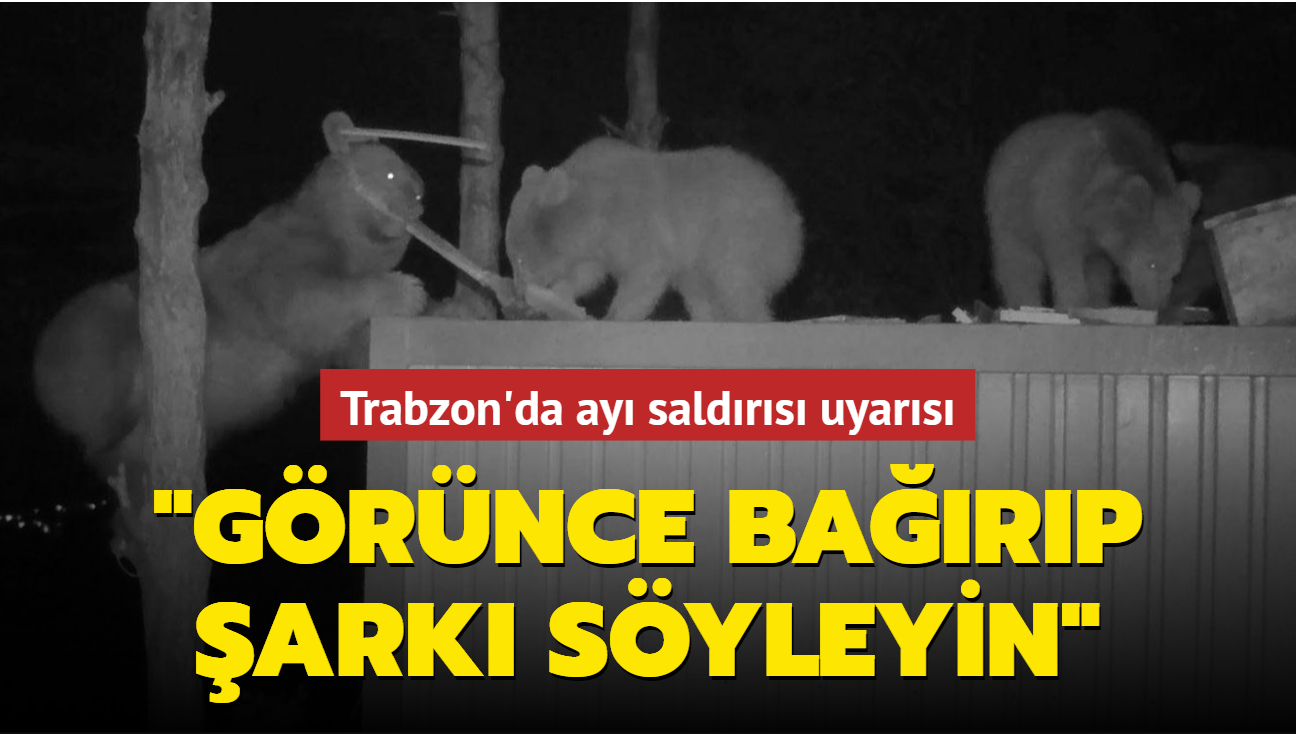 Trabzon'da ayı saldırısı uyarısı: Görünce bağırıp şarkı söyleyin