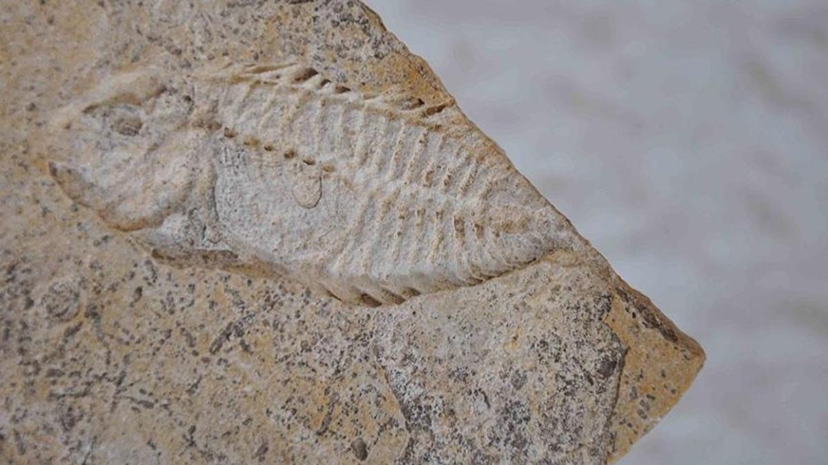 95 milyon yllk balk fosili kefedildi