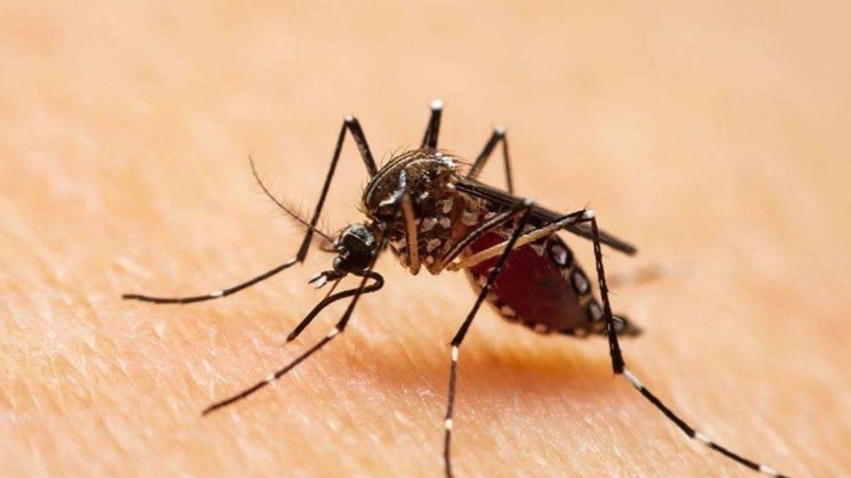 Asya Kaplan Sivrisinei poplasyonu artt