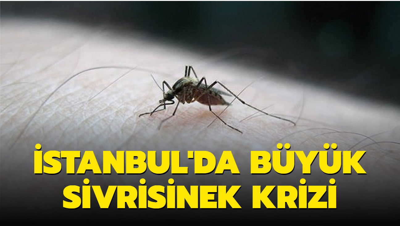 stanbul'da byk sivrisinek krizi: Isrklardan dolay morarma oldu