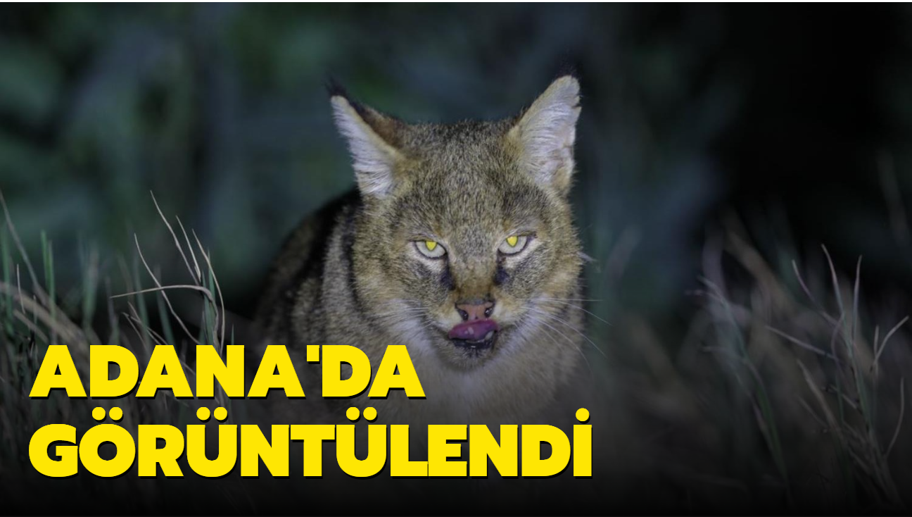 Nesli tehlike altında olan saz kedisi Adana'da görüntülendi